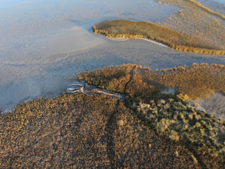 Se creó la Reserva Natural Silvestre Marismas del Tuyú en San Clemente