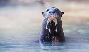 Dónde está Teuco, la nutria gigante que nadó 2 mil kilómetros de Chaco a Tordillo