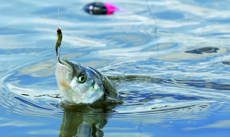 Cuáles son las cinco mejores lagunas para pescar pejerrey en la Provincia
