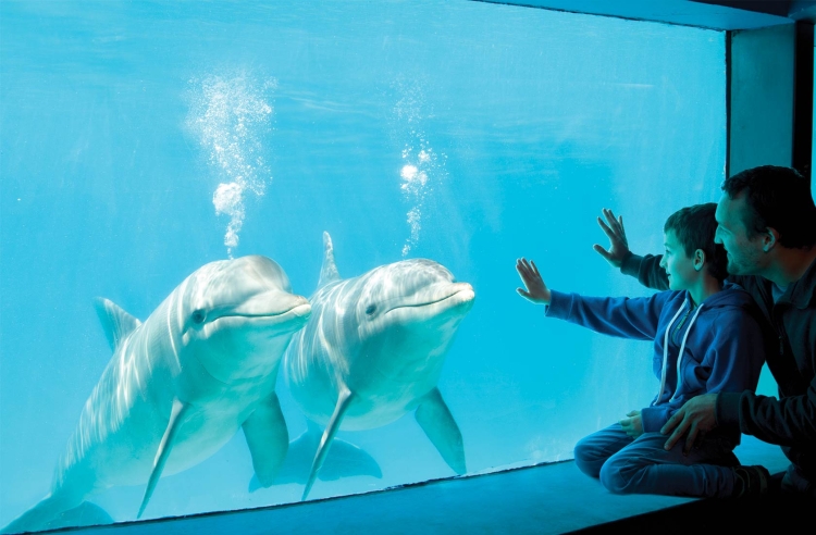Mundo Marino festejó sus 45 años de vida en San Clemente