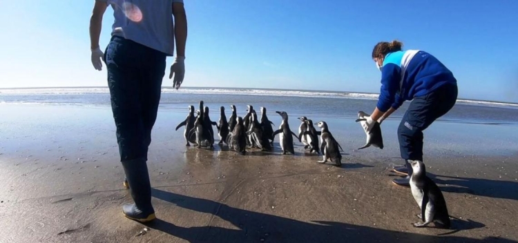 Entre aves, mamíferos y reptiles marinos, Mundo Marino asistió 330 animales en 2023