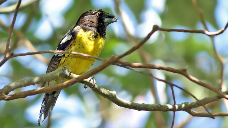 Peregrinación, platos típicos y avistaje de aves: 3 actividades para realizar en la Provincia