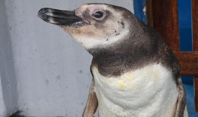 Cómo rescataron a un pingüino magallánico que apareció en las costas de Cariló