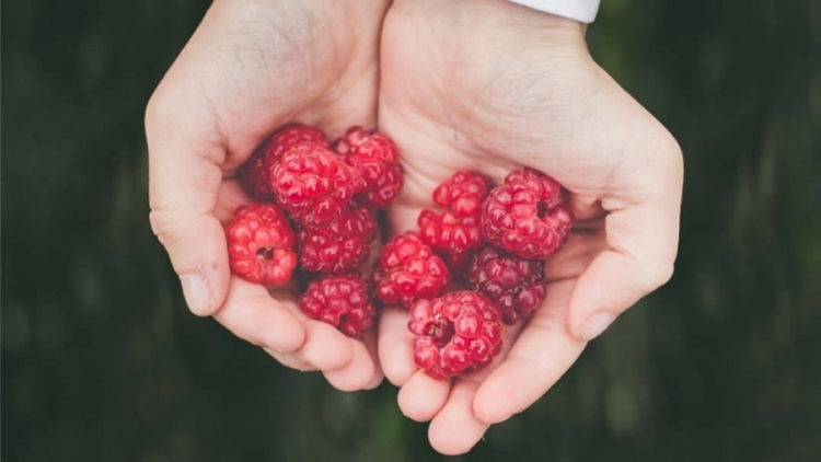 Cada febrero se realiza la Fiesta de la Frambuesa para deleitarse con un manjar de exportación