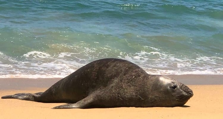 Qué hacer en la playa ante la presencia de fauna marina